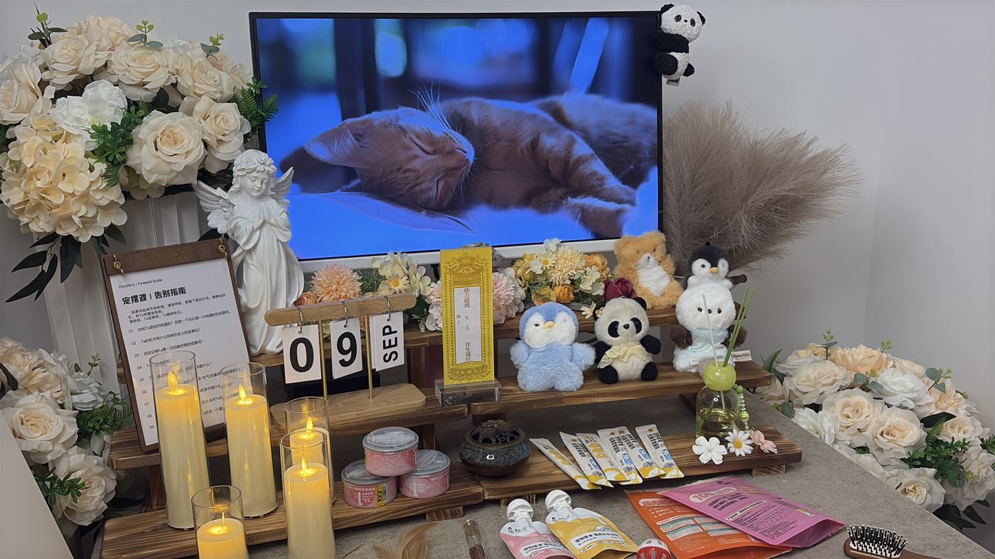 如何面对宠物离世的悲伤？写给沈阳养宠人的心理支持