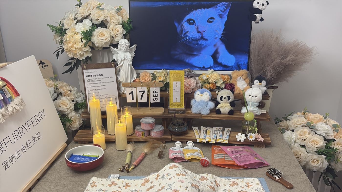 猫家庭特别提示