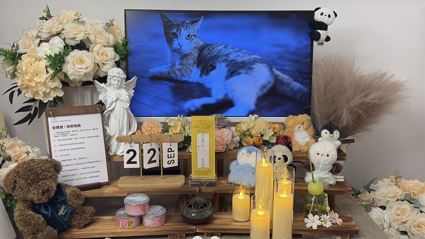 猫咪离世后怎么办？沈阳猫主子告别指南