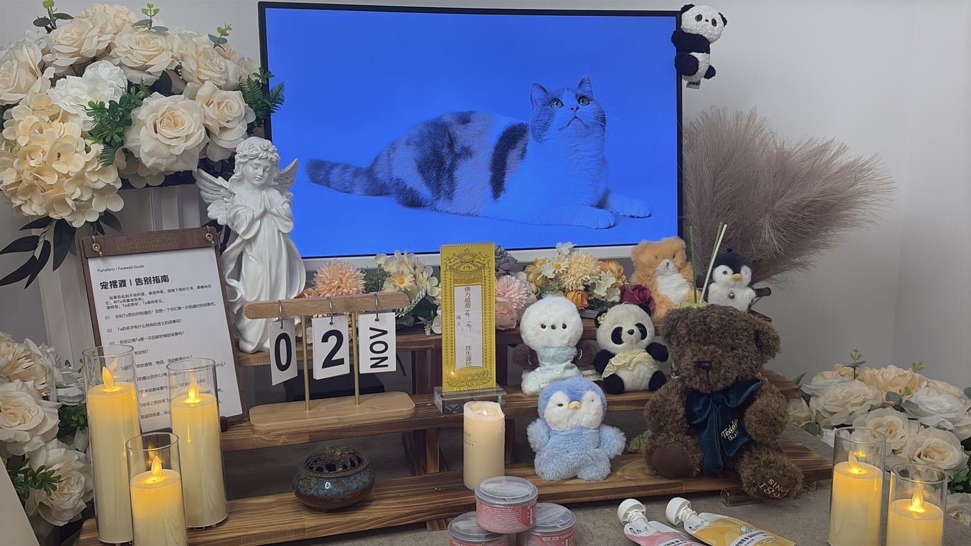 离开不是终点：沈阳家庭的宠物生命教育